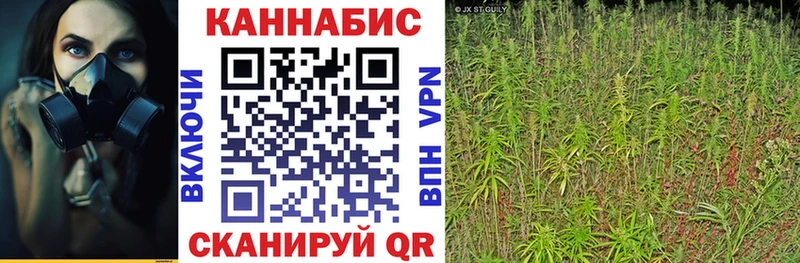 Марихуана сатива Бологое